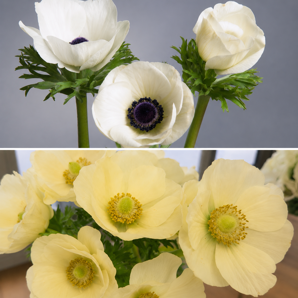 Anemone White Mix | 10 Bulbs