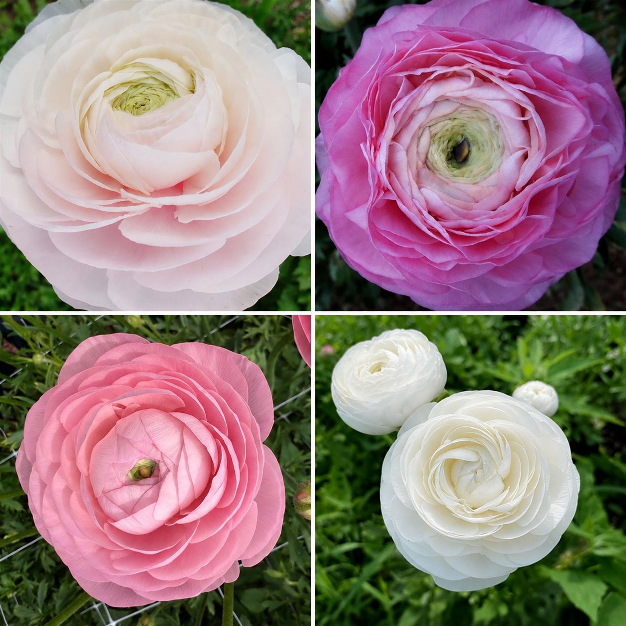 Ranunculus Pink & White Mix | 10 Corms