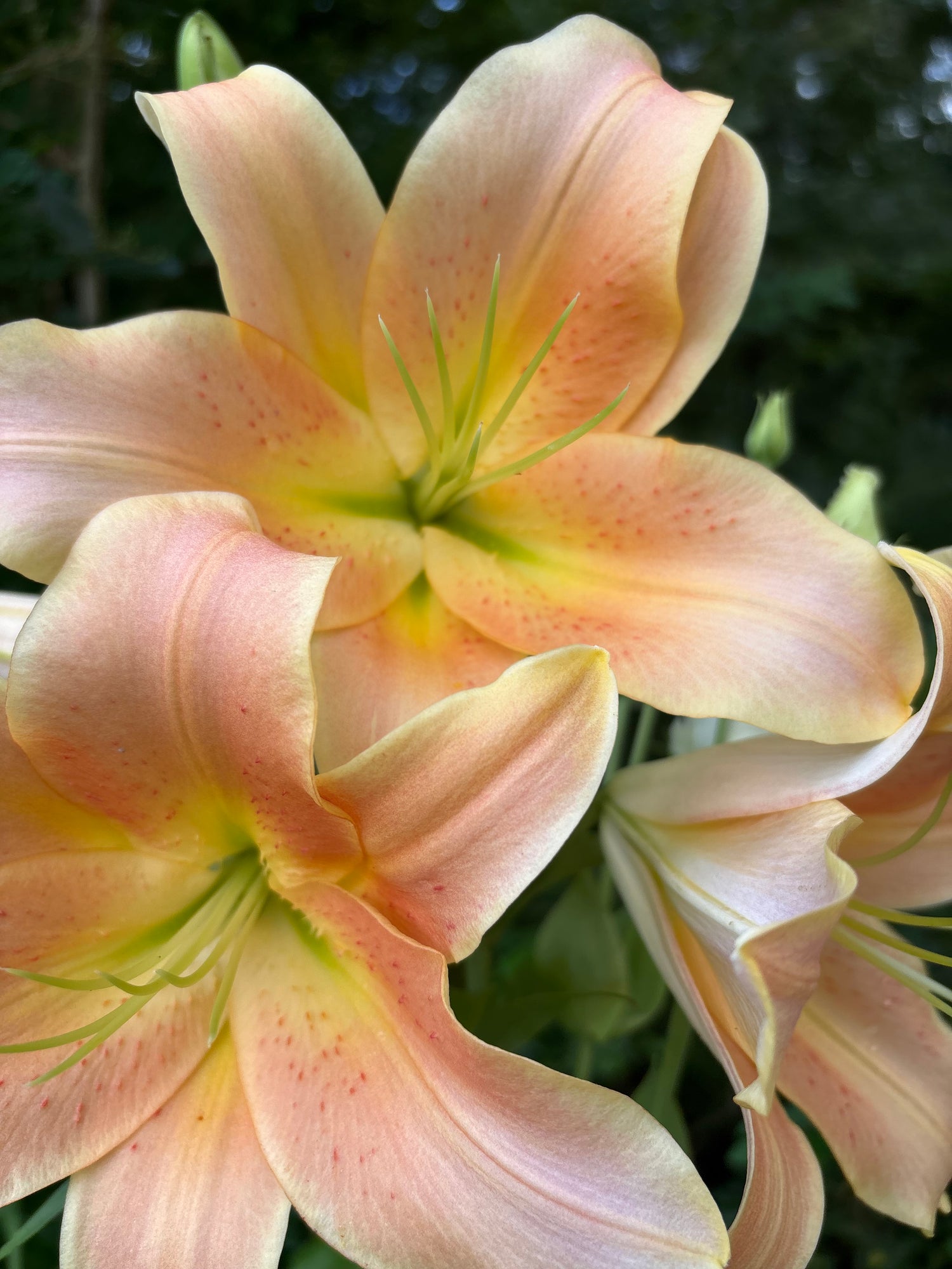 Flower Farm Offerings