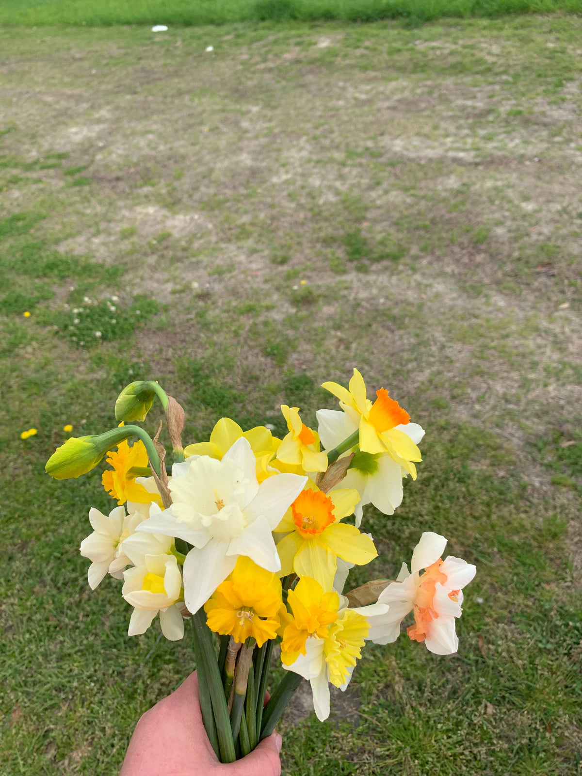 Pre-order | Daffodil Mix | 10 Bulbs | Ready 10/5