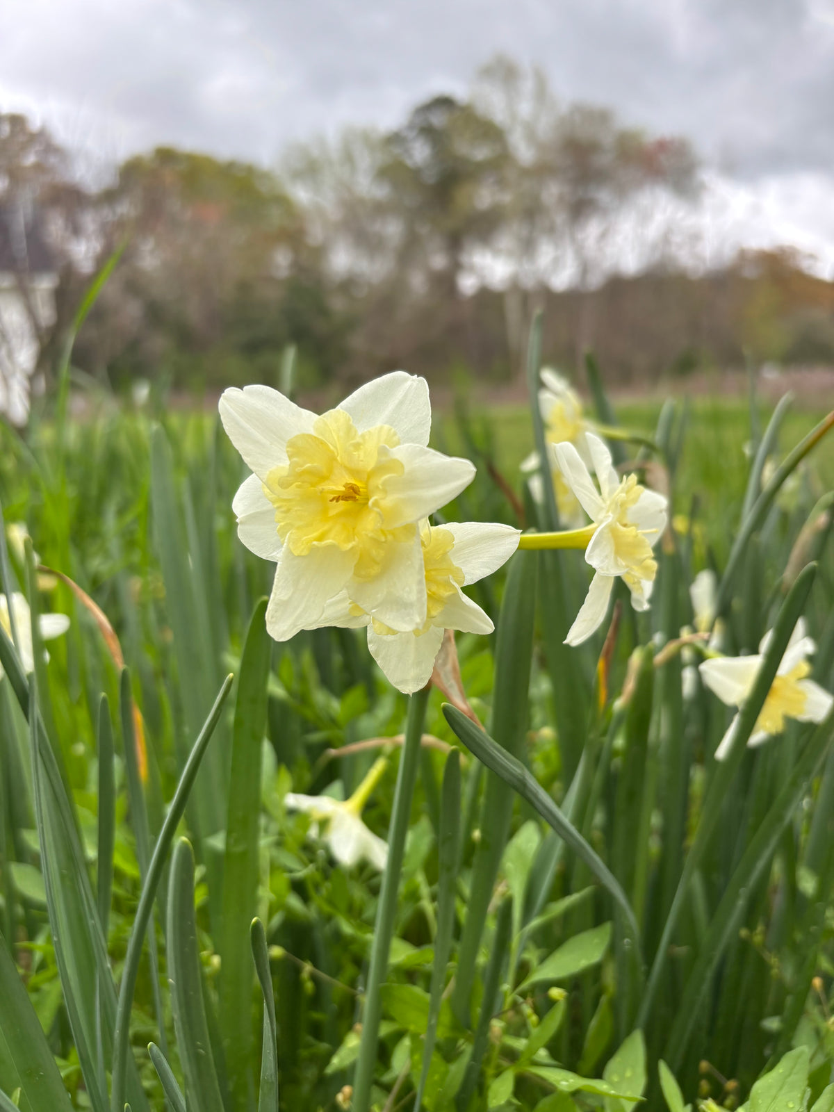 Pre-order | Daffodil Mix | 10 Bulbs | Ready 10/5
