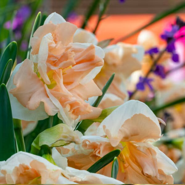 Apricot Whirl Daffodil | 10 bulbs