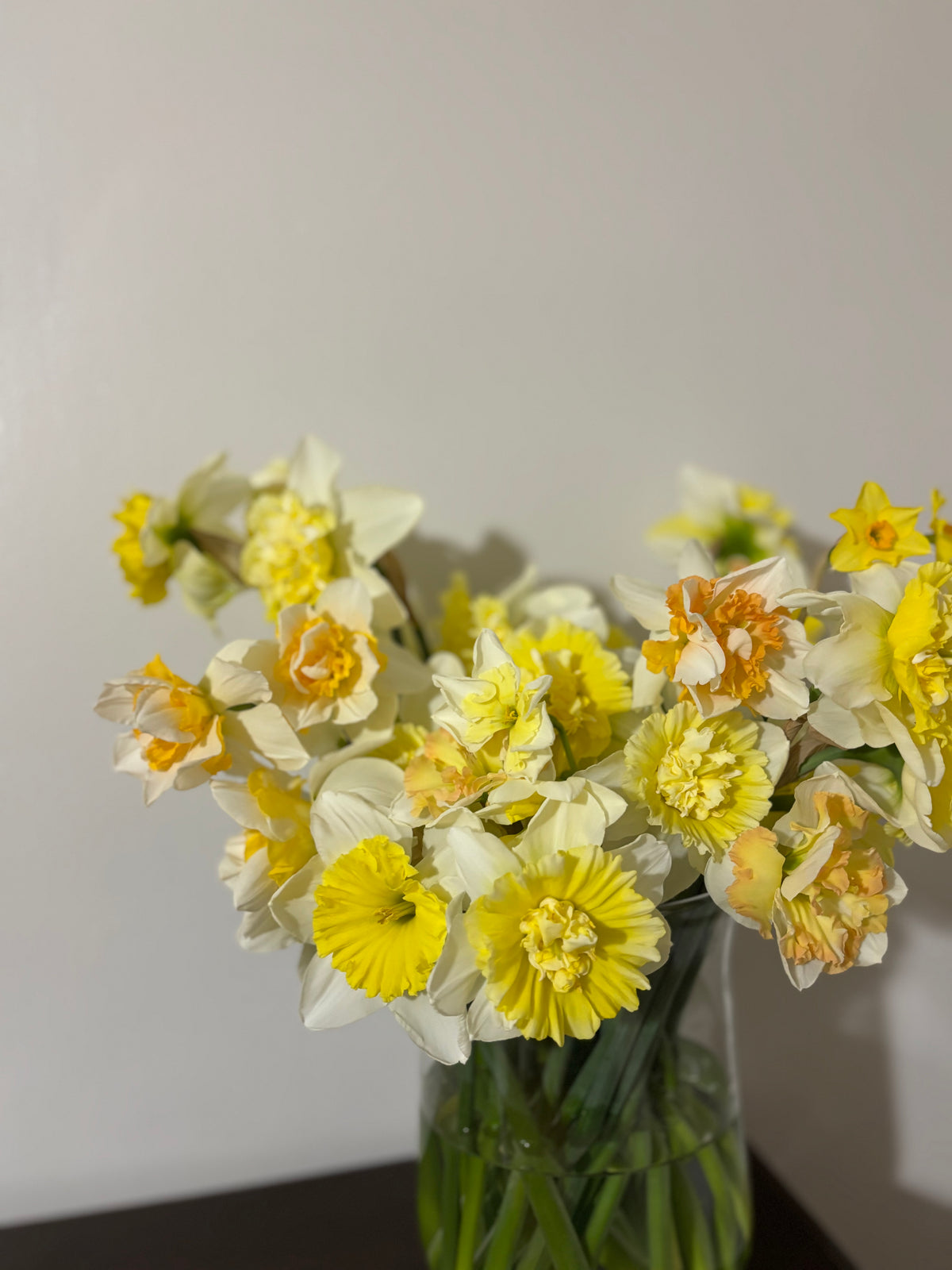 Pre-order | Daffodil Mix | 10 Bulbs | Ready 10/5