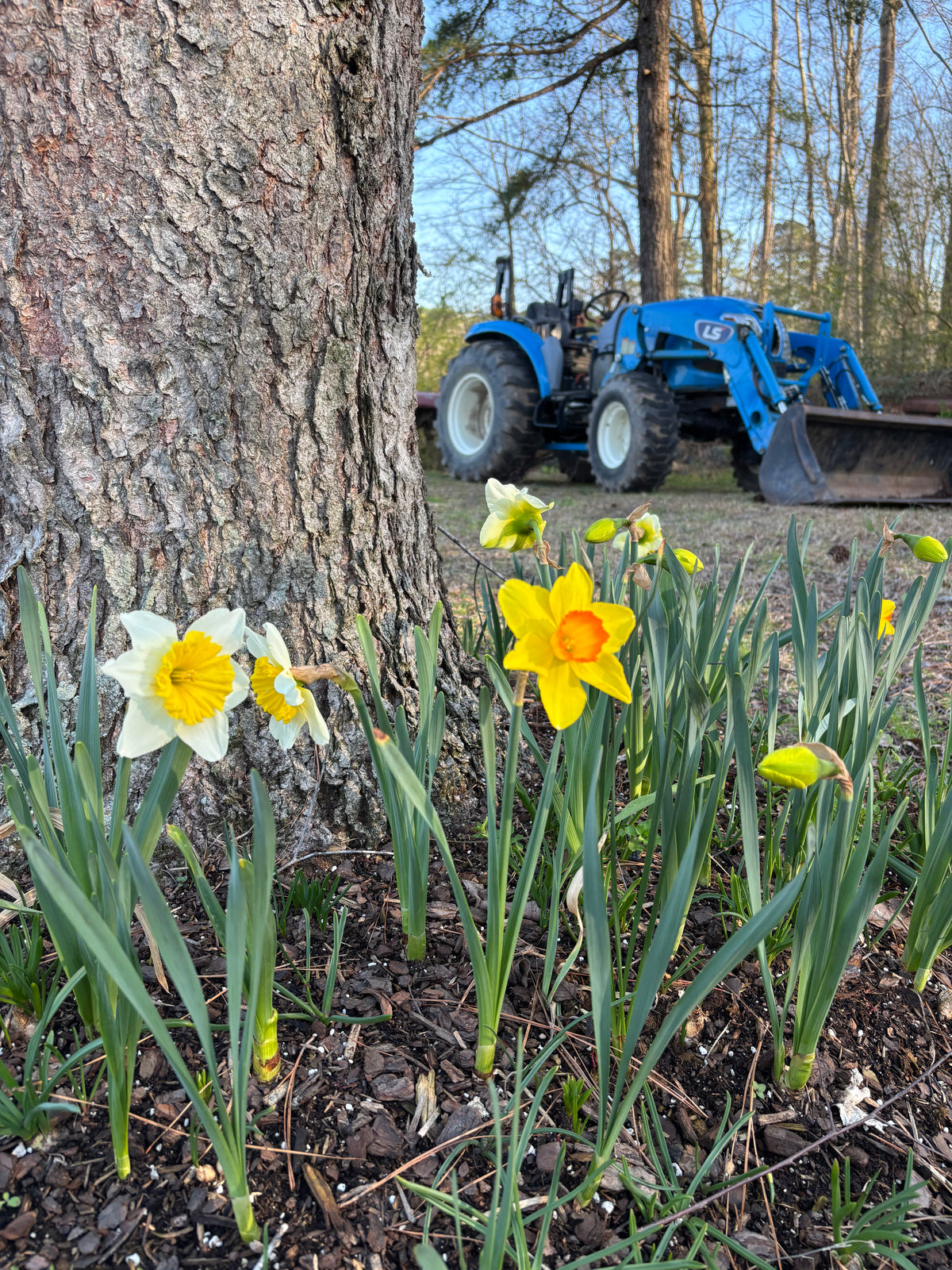 Pre-order | Daffodil Mix | 10 Bulbs | Ready 10/5