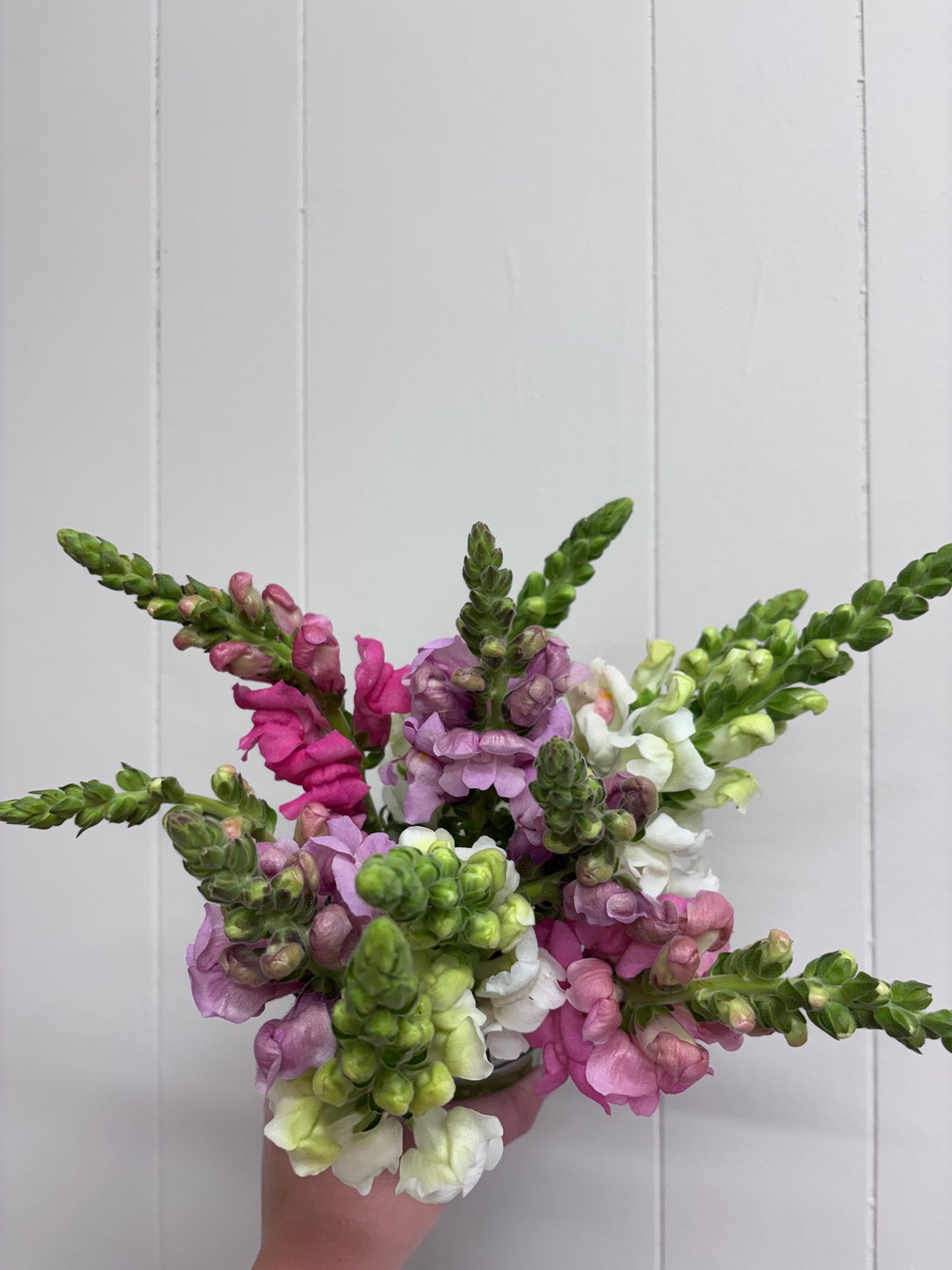 Oh Snap Mason Jar Arrangement | Weekly Flower Farm Special