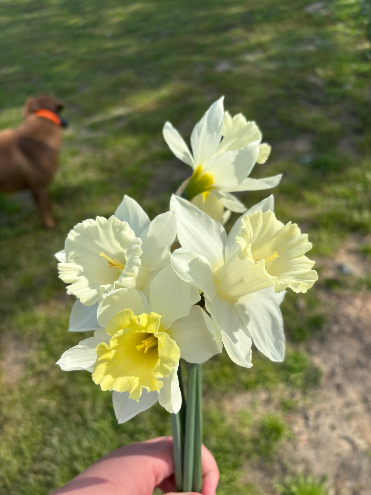 Pre-order | Daffodil Mix | 10 Bulbs | Ready 10/5