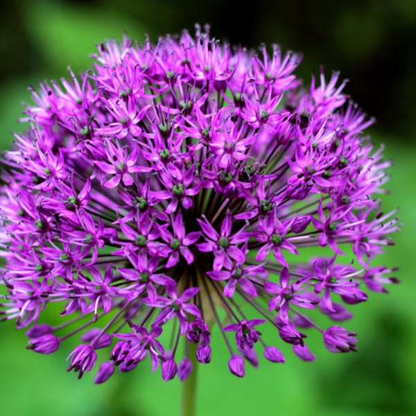 Pre-Order | Allium Purple Sensation | 10 Bulbs