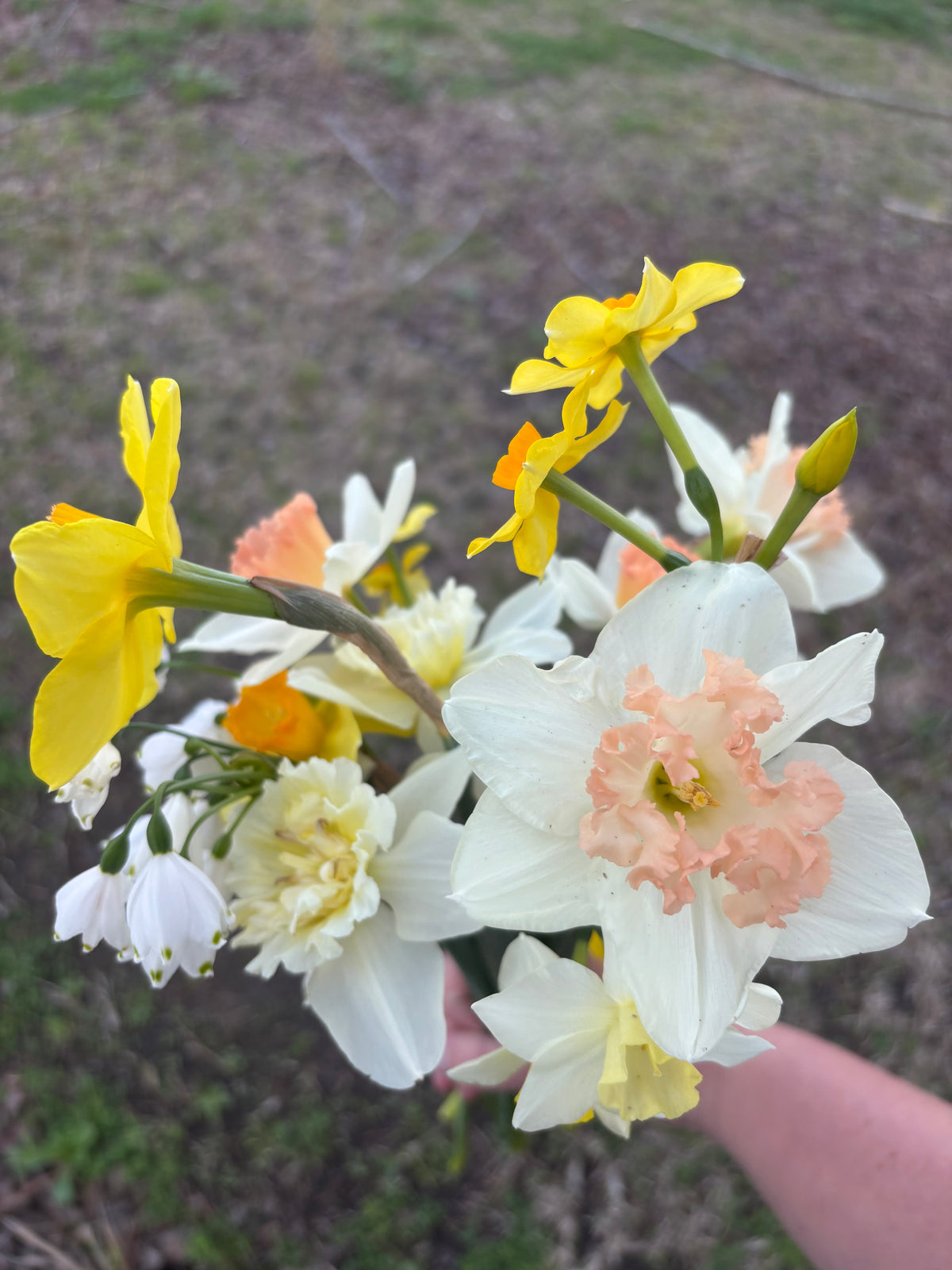 Pre-order | Daffodil Mix | 10 Bulbs | Ready 10/5