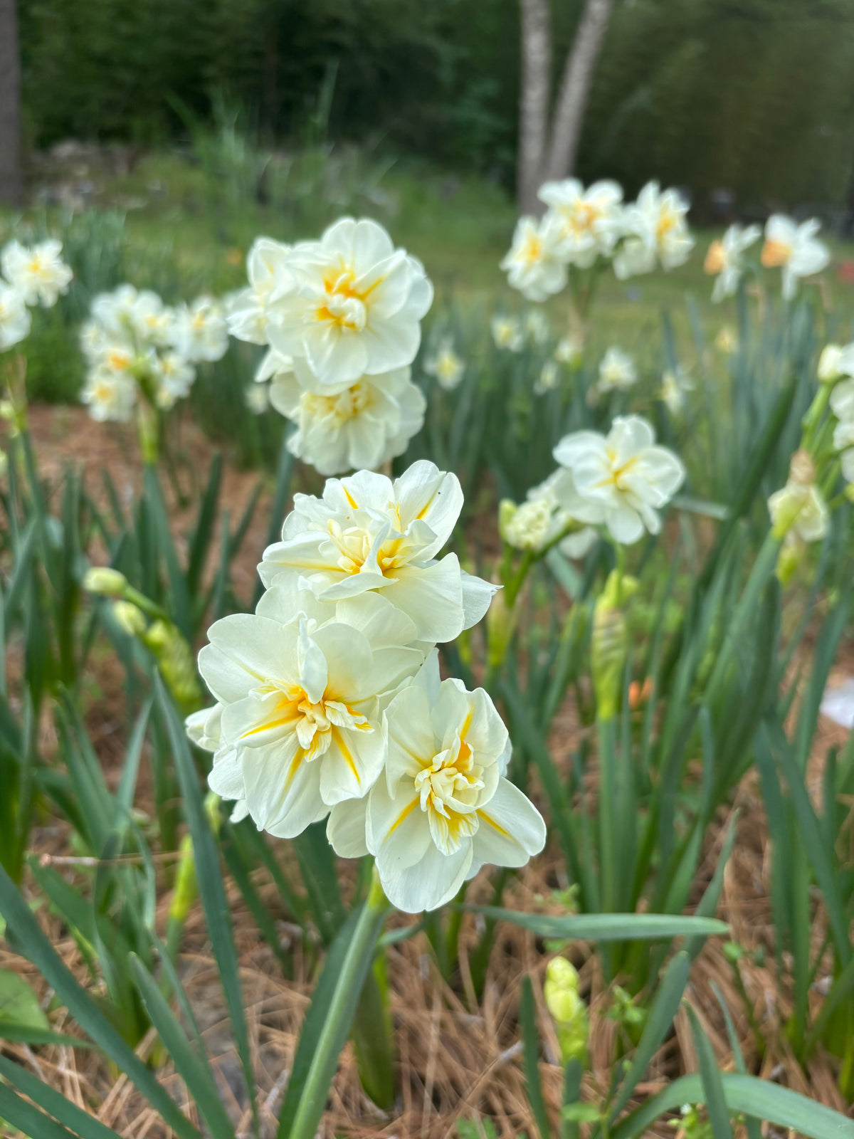 Pre-order | Daffodil Mix | 10 Bulbs | Ready 10/5